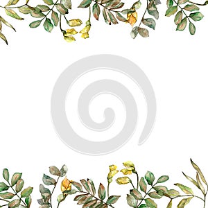 Autumn green acacia leaves. Leaf plant botanical garden floral foliage. Frame border ornament square.