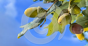 Autumn, green and brown acorns on an oak branch illuminated by the setting sun, blue sky in the background.