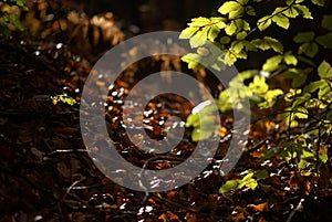 Autumn green and brown leaves in a deep forest