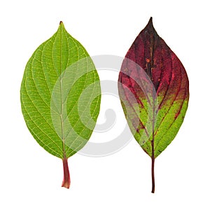 Autumn and green leaf isolated on white