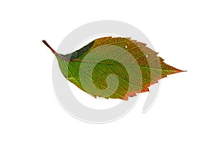 An autumn green leaf of wild grape with yellowing edges, without a background.