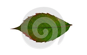 An autumn green leaf of wild grape with yellowing edges, without a background.