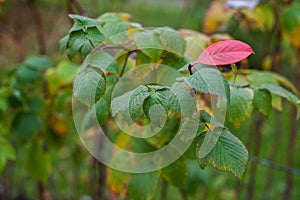 Autumn green leaves of raspberry with red leaf. Conceptually.