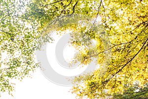 Autumn green maple leaves in sunny day background