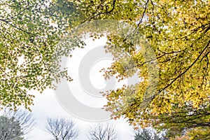 Autumn green maple leaves in sunny day background