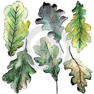 Autumn green oak leaf. Leaf plant botanical garden floral foliage. Isolated illustration element.