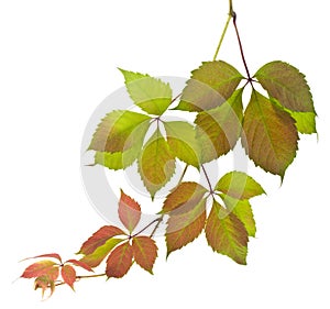 Autumn green red leaves of grapes isolated on white
