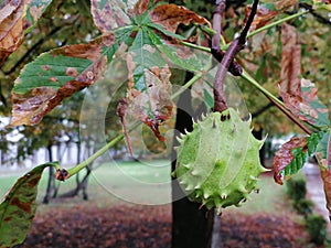 Autumn. Green wild chestnut fruit on the branch. In the background, a dragonfly landed on a chestnut leaf.