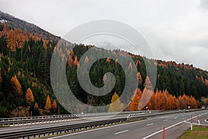 Autumn green and yellow forest  over highway