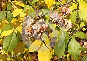 Autumn - green and yellow leaves and key fruits on ash tree