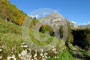 Autumn green and yellow trees in the mountains