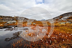 Autumn greenlandic orange tundra landscape with marsh, white flowers and stones in the background, Nuuk photo