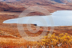 Autumn greenlandic tundra plants with lake in the background, K