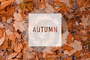 AUTUMN, greeting text on colorful fall leaves background. AUTUMN text. Word Autumn. Creative nature concept