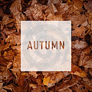 AUTUMN, greeting text on colorful fall leaves background. AUTUMN text. Word Autumn. Creative nature concept. Minimal flat lay