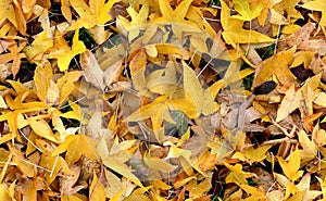 Autumn Groundcovering (Seamless)