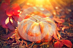 Autumn Halloween pumpkin. Orange pumpkin over nature background