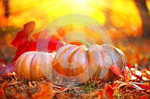 Autumn Halloween pumpkins. Orange pumpkins over nature background