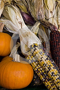 Autumn Harvest