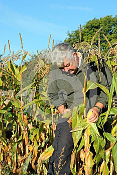 Otono cosecha coleccionando maíz dulce 
