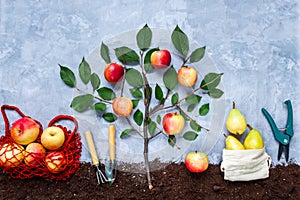 Autumn harvest of apple tree and fruits concept.