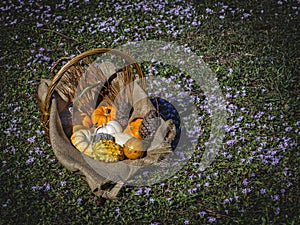 Autumn Harvest in a Basket on Field of Flowers