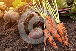 Autumn harvest of betroot and carrot on soil in garden in sunlight. Raw fresh organic vegetables photo