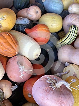 Autumn harvest colorful squash for Thanksgiving.