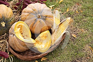 Autumn harvest concept. Thanksgiving Greetings. Autumn composition with ripe pumpkins, corn in a wicker basket. Rustic