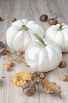 Autumn harvest. Decorative white pumpkin on wooden background . the view from the top.Autumn