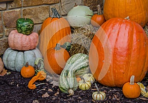 Autumn Harvest display of Pumpkin and squash