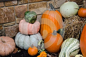 Autumn Harvest display of Pumpkin and squash