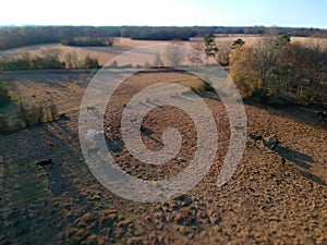 Autumn Harvest on East Texas Ranch: Aerial View of Grazing Cows
