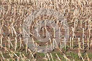 Otono cosecha de reducir tallos de maíz dulce cultivo 