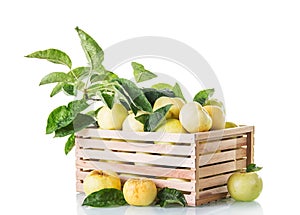 Autumn harvest. Fresh apples box with branches isolated on white