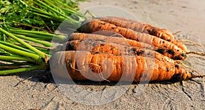 Autumn harvest of fresh carrots on the sand