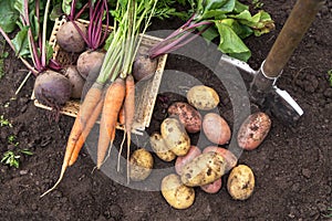 Autumn harvest of fresh raw carrot, beetroot and potatoes on soil in garden, top view. Harvesting organic fall vegetables