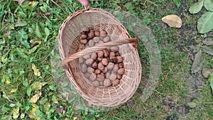 Autumn harvest of fresh walnuts Juglans regia Nogal in a wicker basket