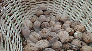 Autumn harvest of fresh walnuts Juglans regia Nogal in a wicker basket