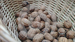 Autumn harvest of fresh walnuts Juglans regia Nogal in a wicker basket