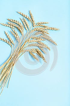 Autumn harvest of grain crops. Top view of bunch stems with ears of wheat on yellow background. Creative crop concept