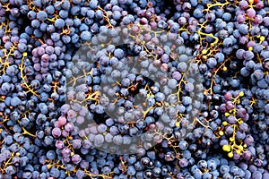 Autumn harvest grape