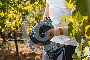 Autumn harvest of grapes for excellent wine