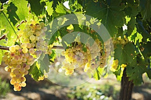 Autumn harvest of grapes for excellent wine