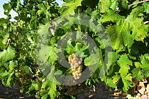 Autumn harvest of grapes for excellent wine