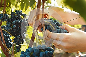 Autumn harvest of grapes for excellent wine