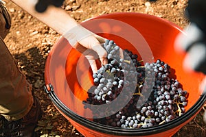 Autumn harvest of grapes for excellent wine