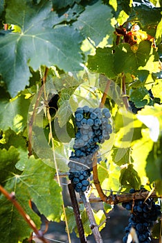 Autumn harvest of grapes for excellent wine