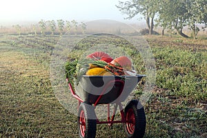 Autumn harvest: harvested crops on a wheelbarrow against the backdrop of a foggy morning, close-up