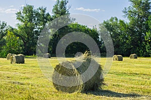 Autumn harvest. Harvesting forage for livestock. Haystacks in the field against the forest.